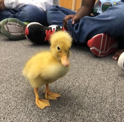 Chickens, Butterflies, And a Duckling, Oh My!